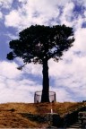 One Tree With Support Wires Near Auckland.JPG (51 KB)